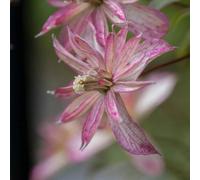 You Garden - Clematis Montana 'majorie' 9Cm X3