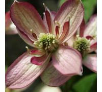 You Garden Clematis Montana Majorie In A 9Cm Pot