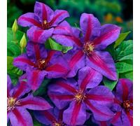 You Garden - Clematis 'mrs N Thompson' 9Cm X3