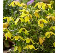 You Garden Clematis Tangutica Little Lemons In A 7Cm Pot