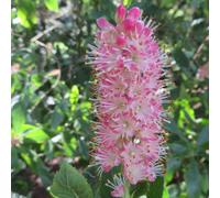 You Garden Clethra Alnif Ruby Spice In A 9Cm Pot Flowering Shrub