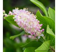 You Garden Clethra Alnifolia Pink Spire Shrub In A 3L Pot