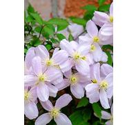 YouGarden Clematis Montana Collection Plant Pot 9cm 3 Pack - Size: 9 x 9 x 15cm - Multi - Wilko