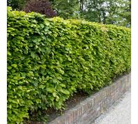 You Garden Common Beech Hedge Fagus Sylvatica Set Of 10 Bare Roots 60-90Cm Tall