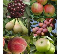 You Garden Complete 6 Tree Mini Orchard Braeburn Apple, Victoria Plum, Stella Cherry, Bramley Apple, Redhaven Peach & Conference Pear
