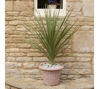 You Garden Cordyline Australis Green, 17Cm Pot, Plant 60-70Cm Tall
