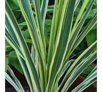 You Garden Cordyline Lime Passion Pair Of Established Plants In 17Cm Pots