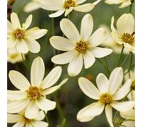 You Garden Coreopsis Verticillata Moonbeam In A 9Cm Pot