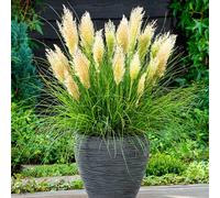 You Garden Cortaderia Tiny Pampa In A 9Cm Pot (Pack Of 2)
