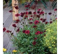You Garden Cosmos (Chocolate) Atrosanguineus X 3 Plugs
