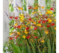 You Garden Crocosmia Mix 5/6 x 100 bulbs