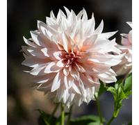 You Garden Dahlia 'Cafe au Lait ' Tubers x6