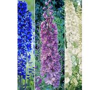 YouGarden Delphinium Collection 3 Pack - Size: 9 x 9 x 20cm - Multi - Wilko