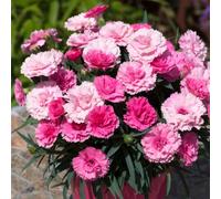 You Garden Dianthus 'i Love You' X 12 Plugs