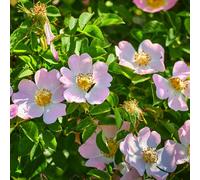 You Garden - Dog Rose Hedge Rosa Canina Set Of 10 Bare Root Hedges 90-120Cm