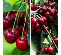 You Garden - Duo Fruit Cherry Tree 5L Potted 100-120Cm
