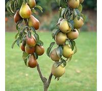 You Garden Duo Fruit Pear Tree - 3L Potted Clear