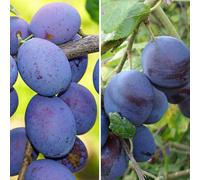 You Garden Duo Fruit Plum Tree In A 5L Pot 2 Varieties On 1 Tree Ready To Plant Now