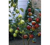 You Garden Duo Fruit Tree - 'Elstar' & 'James Grieve' in a 3 Litre Pot Red