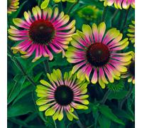 You Garden Echinacea 'green Twister' In A 9Cm Pot