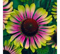 You Garden Echinacea Green Twister In A 9Cm Pot (Pack Of 3)