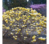 You Garden Edgeworthia Chrysantha Grandiflora 'paper Bush' In A 3L Pot