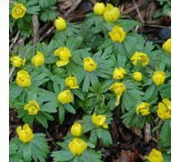 You Garden English Aconites - Pack Of 25 In The Green