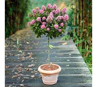 You Garden - Escallonia 'pink Elle' Standard Trees In 19Cm Pots