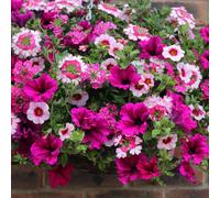 You Garden Eton Mess Jumbo Bedding Plug Mix X 12 Basket And Pot Plants