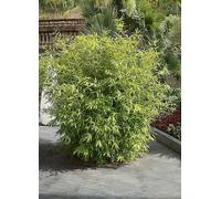 You Garden Fountain Bamboo Fargesia Rufa In A 2L Pot 40Cm Tall
