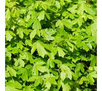 You Garden - Field Maple Hedge Acer Campestre, Set Of 10 Bare Root Hedges 60-90Cm