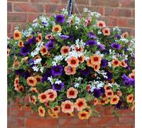 You Garden Fruit Salad Mix Grow On Plug Plants X 12