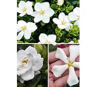 You Garden Gardenia Hardy Collection - Set of 3 9cm Potted Plants White