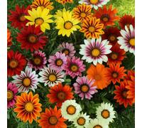 You Garden Gazania Sunrise Mix Pro + Plugs 60