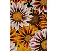 YouGarden Gazania Tiger Stripes Mix Garden Ready Plant 20 Pack - Multi - Wilko