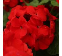 You Garden Geranium Fire Queen Pro + Plug 60