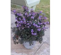 You Garden Geranium Hardy Storm Cloud 3 x 9 cm Pots Blue