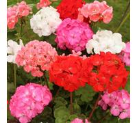 YouGarden Geranium Parade plug plants x24