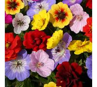 You Garden Geranium & Potentilla 'festival Mix' X 6 Bare Root Plants