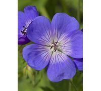 You Garden Geranium Rozanne (2 x 9 cm Pots) Violet