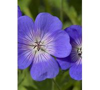 You Garden Geranium 'Rozanne' Blue