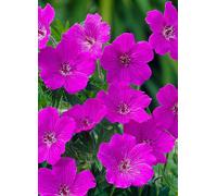 You Garden Geranium 'tiny Monster' In A 9Cm Pot (Pack Of 3)