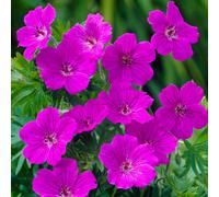 You Garden Geranium 'tiny Monster' In A 9Cm Pot (Pack Of 3)