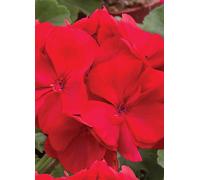 YouGarden Geranium Fire Queen Garden Ready Plant 20 Pack - Red - Wilko