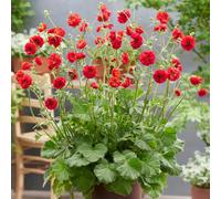 YouGarden Geum 'Firestarter', 1 x Established Plant in 9cm Pot, Award Winning, Pollinator Plant, Red Flowering Perennial, Lightly Scented Flowers