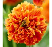You Garden - Geum Orange Pumpkin Established Plant In 9Cm Pot