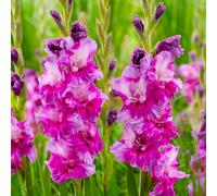 You Garden Gladioli 'Purple Art' Bulbs x20