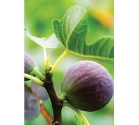 You Garden Hardy 'Brown Turkey' Fig Plant in 2 Litre Pot Red
