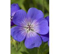 You Garden Hardy Geranium Rozanne Blue