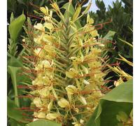 You Garden Hardy Ginger Lily Hedychium Tubers - Pair